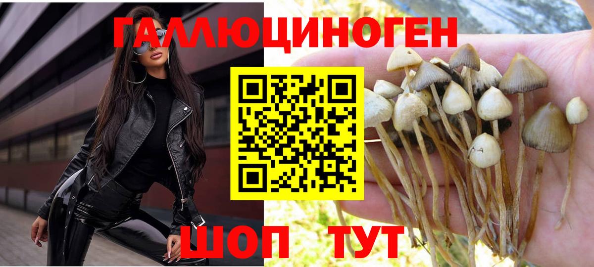 Псилоцибиновые грибы Psilocybine cubensis Минусинск